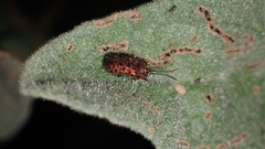 Dicladispa testacea