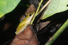 Chalcorana parvaccola