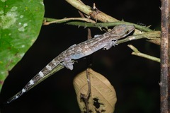 Cyrtodactylus