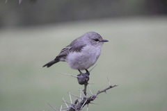 Bradornis microrhynchus