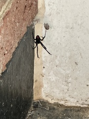 Latrodectus mactans