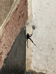 Latrodectus mactans
