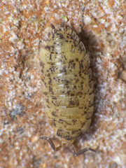 Porcellio scaber