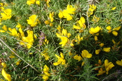 Ulex minor