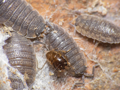 Porcellio scaber