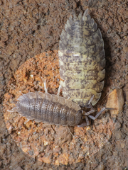Porcellio scaber