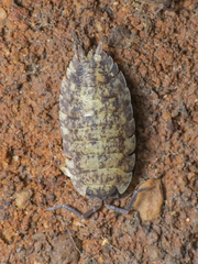 Porcellio scaber