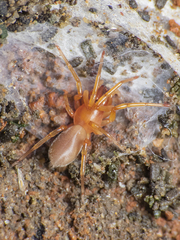 Dysdera crocata