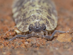 Porcellio scaber