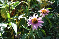 Echinacea purpurea