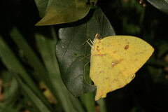 Phoebis neocypris