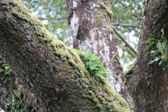Saxifraga spathularis