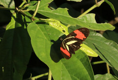 Heliconius erato