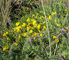 Ulex minor