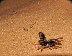 Solifugae