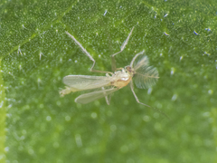Chironomidae