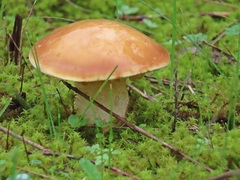 Suillus granulatus