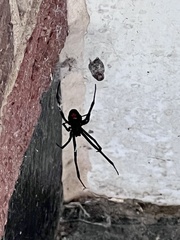 Latrodectus mactans