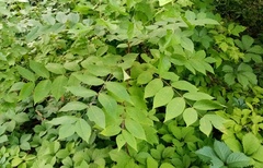 Juglans cinerea