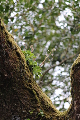 Saxifraga spathularis