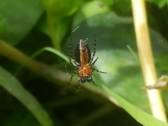 Alpaida gallardoi