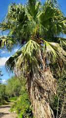 Washingtonia robusta