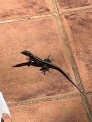 Holcosus quadrilineatus