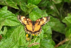 Chlosyne lacinia saundersi