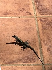 Holcosus quadrilineatus