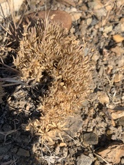 Cusickiella douglasii