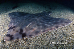 Beringraja binoculata