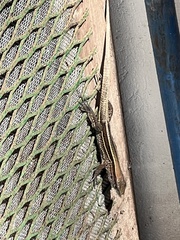 Holcosus quadrilineatus