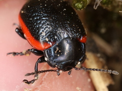 Chrysolina gypsophilae
