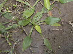 Alisma plantago-aquatica