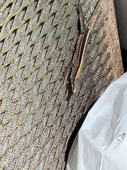 Holcosus quadrilineatus