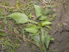 Alisma plantago-aquatica