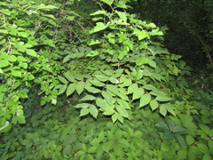 Juglans cinerea
