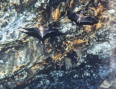 Rousettus amplexicaudatus