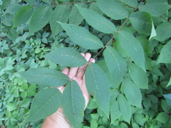 Juglans cinerea