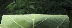 Juglans cinerea