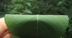 Juglans cinerea