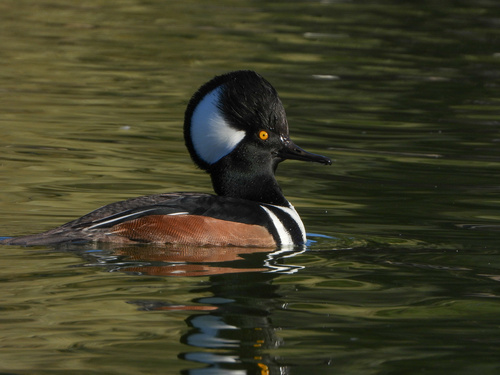 Hooded Merganser (Lophodytes cucullatus)