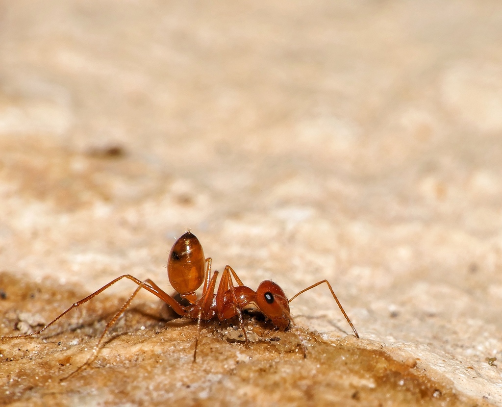 Cataglyphis livida