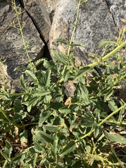 Scrophularia desertorum
