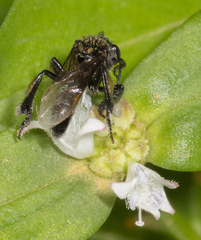 Frieseomelitta paupera