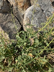 Scrophularia desertorum