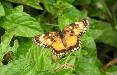 Chlosyne lacinia saundersi