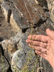 Scrophularia desertorum