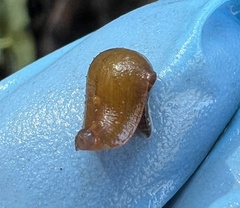 Glossiphoniidae