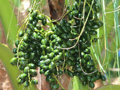 Washingtonia robusta